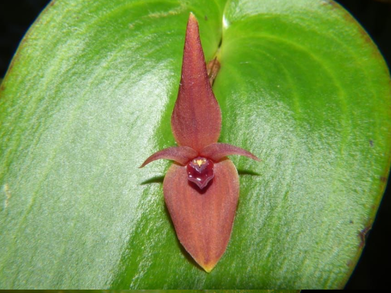 COLOMBIA UNA ORQUÍDEA ETERNA